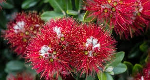 Metrosideros Excelsa – Pianta in Vaso 19 cm – Cespuglio