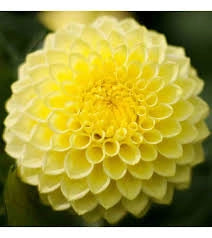Bulbi di Dalia Deepest Yellow / Golden Sceptre Gialla