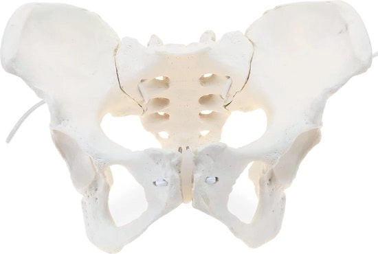 Modello Anatomico del Bacino Femminile a Grandezza Naturale per Ostetricia e Ginecologia