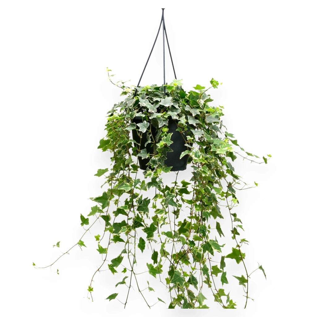 Gardenaria Edera - Hedera helix 'Eva' - Pianta da interno ornamentale Altezza: 50 cm (vaso 19)