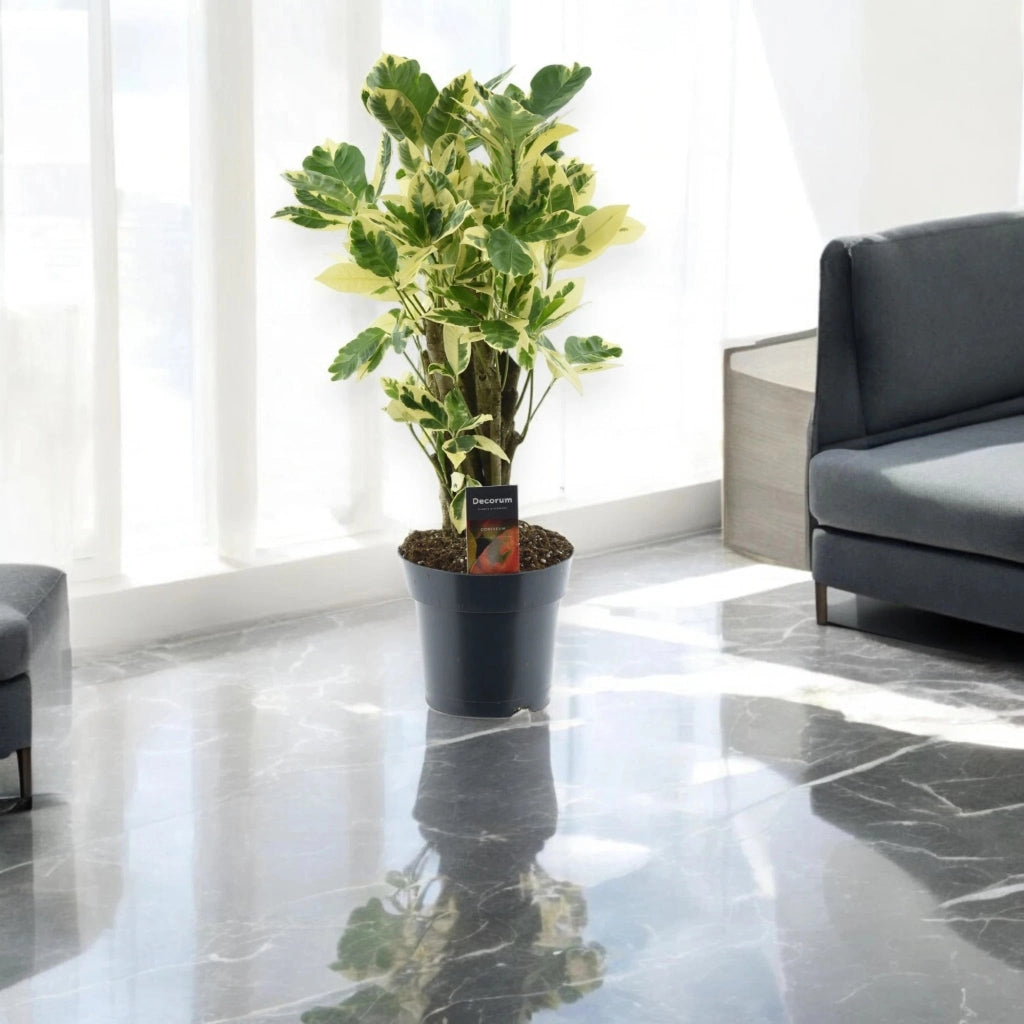 Gardenaria Codiaeum variegatum 'Eburneum' - Pianta da interno ornamentale Altezza: 50 cm (vaso 17)