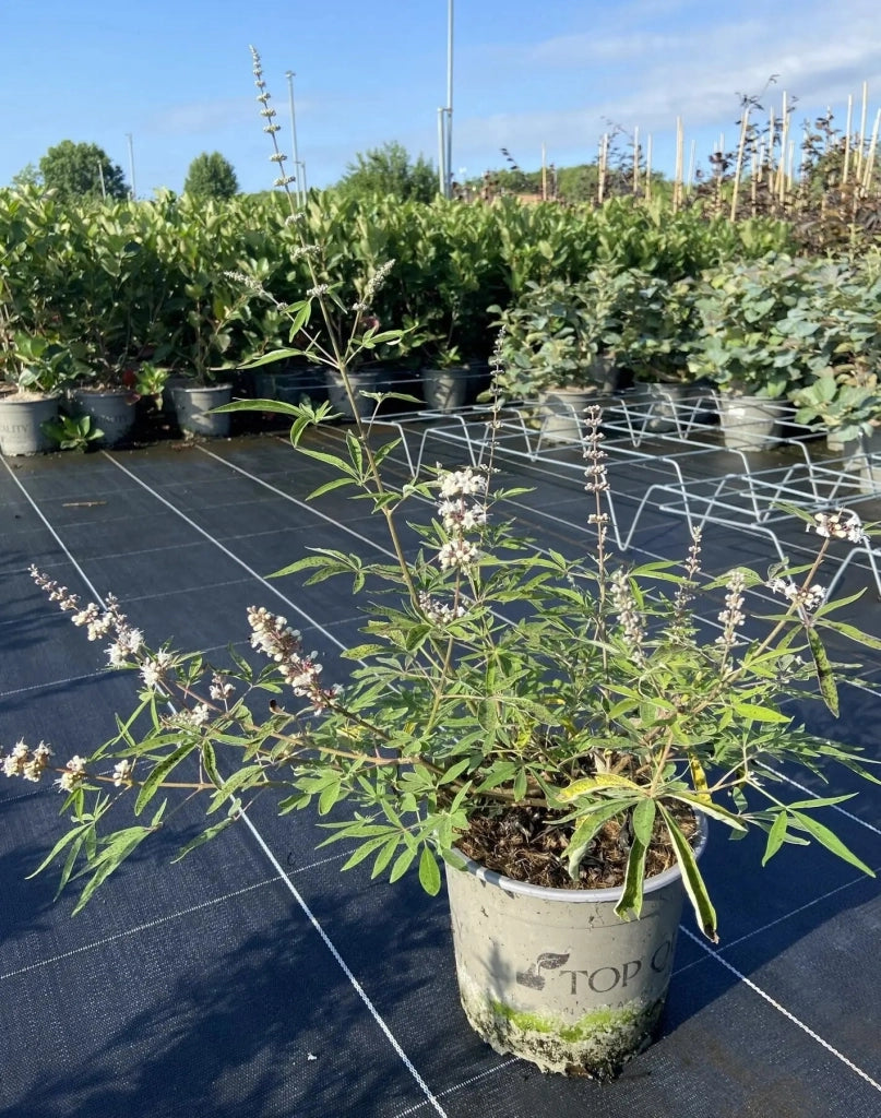 Gardenaria Vitex agnus-castus 'Galactic Pink' - Arbusto ornamentale da giardino Altezza: 40/50 cm (vaso18)