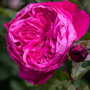 Pianta Rosa Accademia foto reali