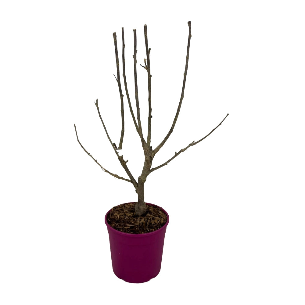 Pianta di Ibisco di Montagna HIBISCUS SYRIACUS HAMABO in vaso 18 cm AMDGarden
