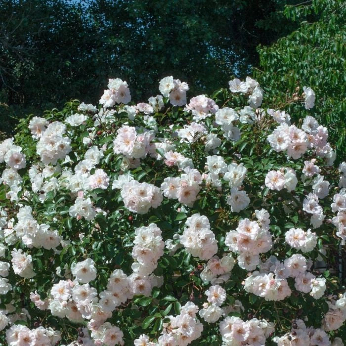 Pianta ROSA ICE MEILLANDECORE® alberello BIANCA MEILLAND PIANGENTE vaso 24 FOTO
