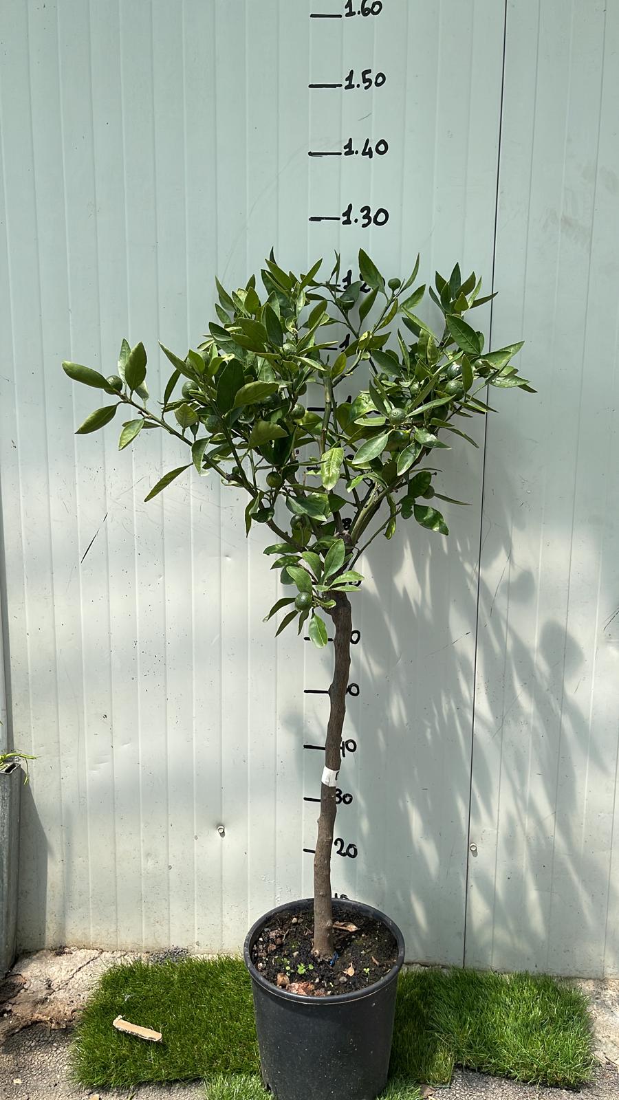 PIANTA DI MANDARINO SATSUMA MIYAGAWA IN VASO 24  Foto Reali