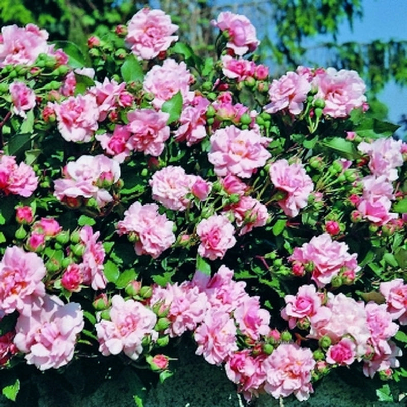 Rosa Berenice: eleganza delicata e fioritura abbondante dal fascino classico