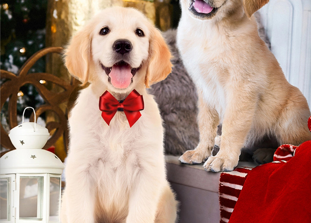 Parure Copripiumino Sacco Piumino Letto 100% Cotone Sogni D'oro Disegno Cani  Dis. 72 - Singolo - Cani