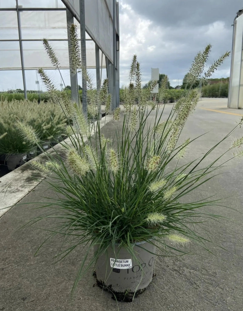 Gardenaria Pennisetum alopecuroides 'Little Bunny' - Graminacea ornamentale da esterno Altezza: 100 cm (vaso 24)