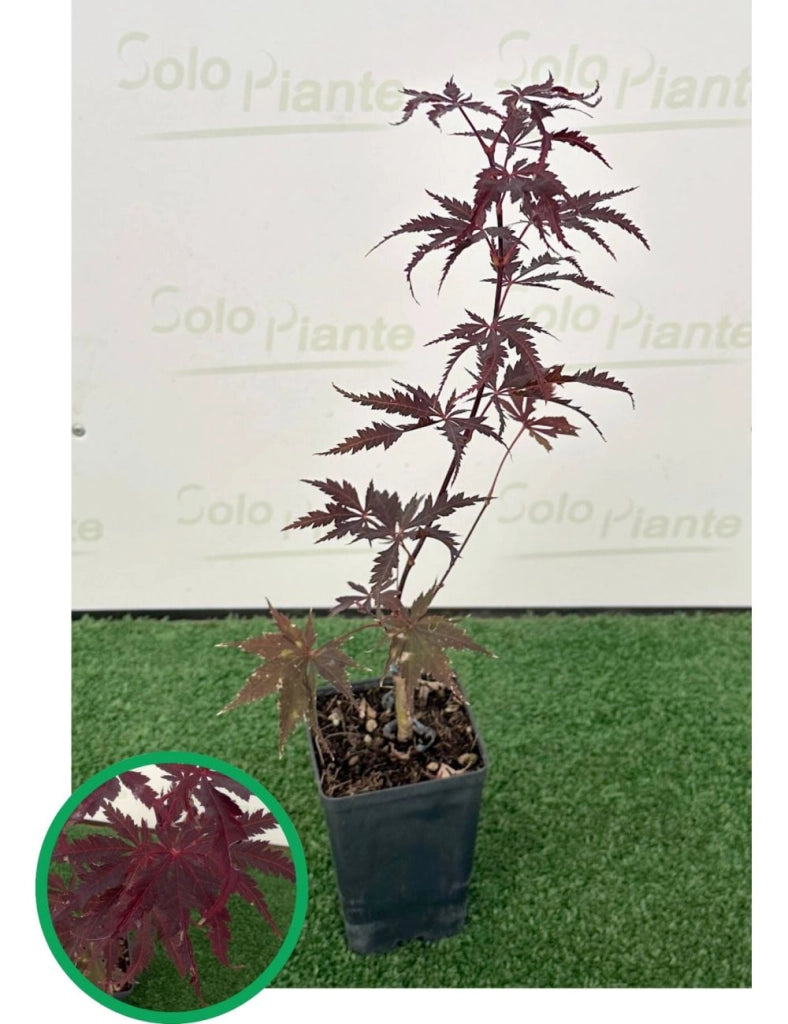 ACER PALMATUM BLACK LACE VASO 19 Acero Giapponese Ornamentale