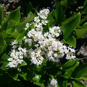 LIGUSTRUM TEXANUM CESP.50
