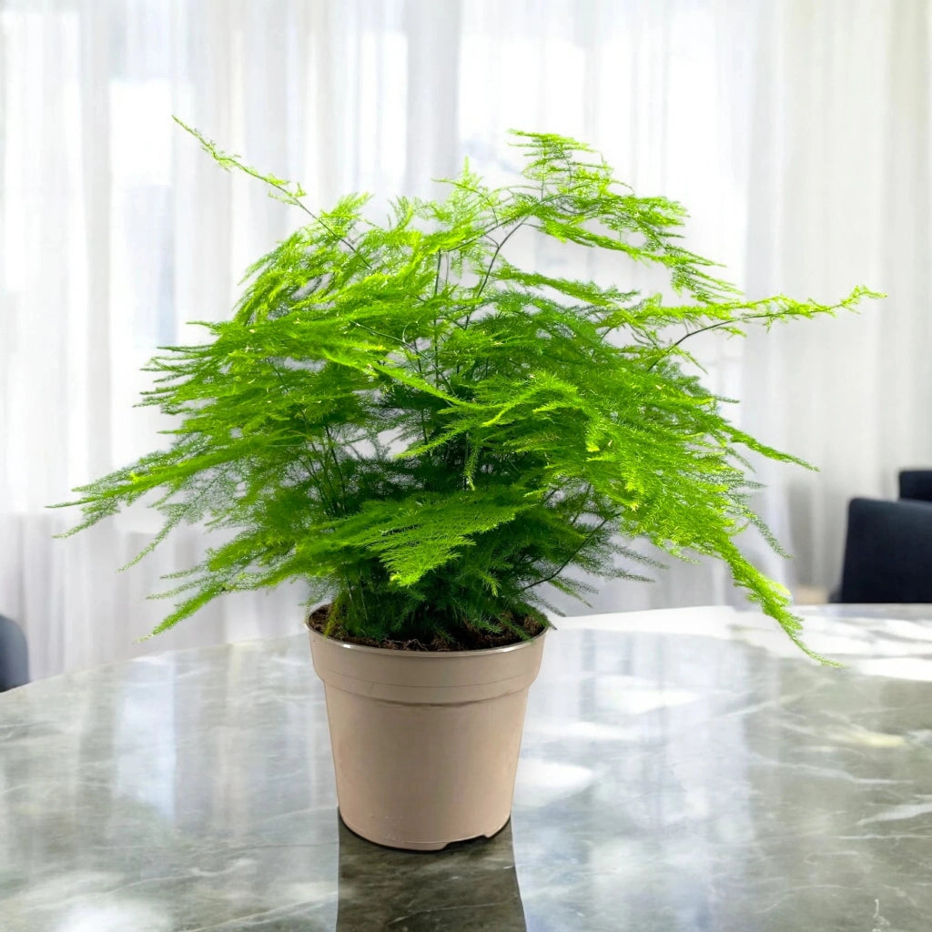Gardenaria Asparagus setaceus 'Plumosus' - Pianta da interno ornamentale Altezza: 45 cm (vaso 15)