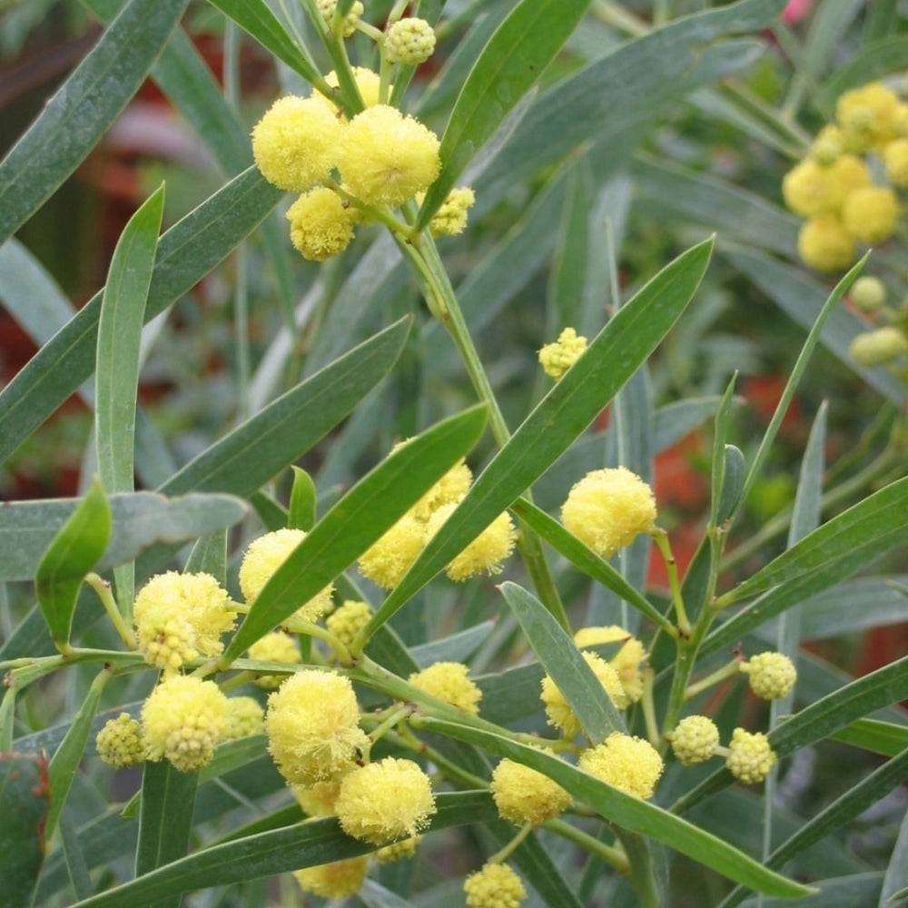 Pianta di Mimosa 4 Stagioni Profumata Gialla ACACIA RETINOIDES vaso 18cm AMDGarden