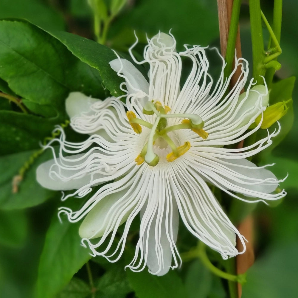 pianta PASSIFLORA SNOWSTAR (Fiore della passione)