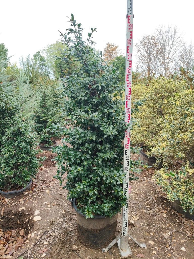 CAMELIA SASANQUA PIRAMIDE H 180/200 CM VASO 45