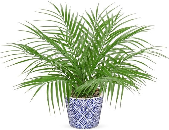 Pianta Artificiale Piccola, Pianta in Vaso Ceramico, 40cm Pianta Artificiale Non Reale, Pianta per Abitazione, Soggiorno, Cucina, Decorazione da Tavolo