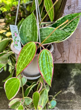 Hoya macrophylla fiore di cera vaso 8 cm foto reali