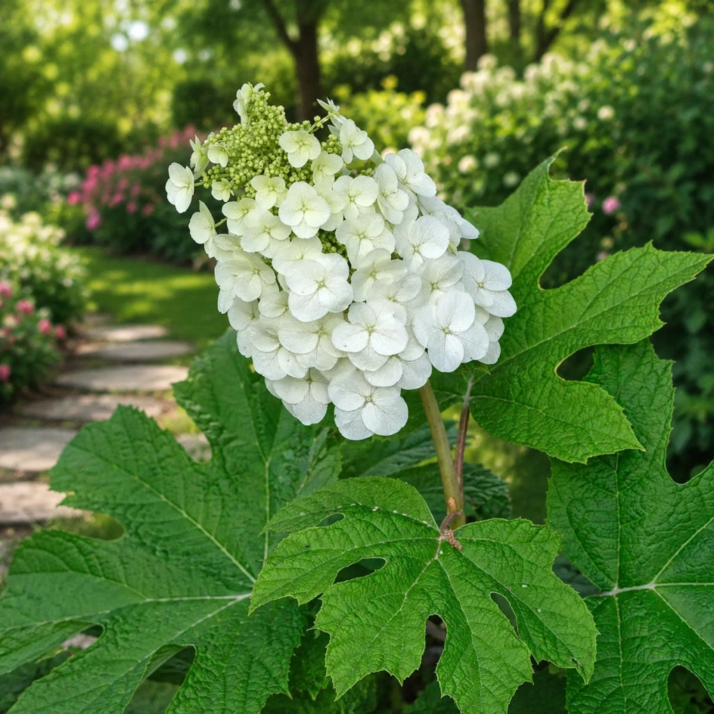 Gardenaria Ortensia - Hydrangea Quercifolia 'Jetstream' - Pianta acidofila ornamentale da esterno Altezza: 40/50 cm (vaso19)