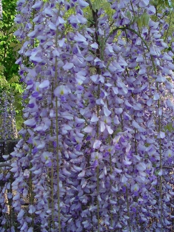 Wisteria floribunda Macrobotrys (glicine viola) vaso 18cm H 190cm rampicante