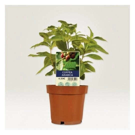 Avery T3006-10 Cartellini per Piante in Poliestere 190µ 128x47 mm 60 pezzi colore Bianco