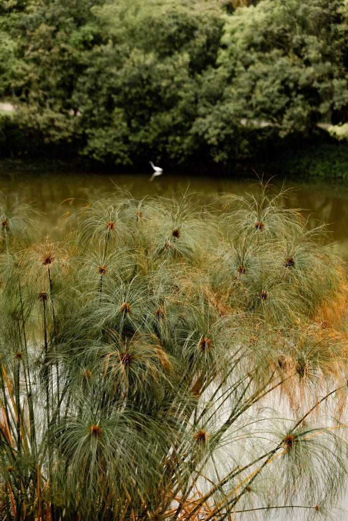 CYPERUS PAPYRUS (PAPIRO) VASO 24