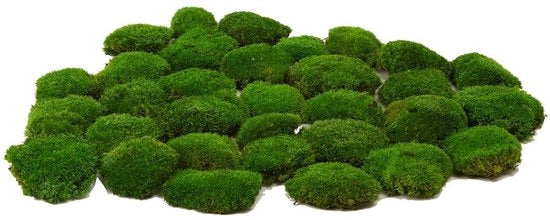 Kit di decorazione per muro con piante artificiali - Palo decorativo per muro con piante - Kit DIY di decorazione naturale per interno - Decorazione per muro con piante - Arte per l'arredamento - Facile da mantenere - Decorazione con muschi per muro