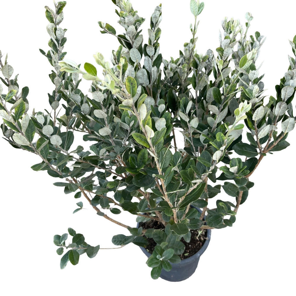 Pianta di FEIJOA Acca sellowiana in VASO 24 CM frutto commestibile AMDGarden