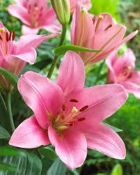Bulbi di Lilium Asiatic Pink Rosa 14/16 – Fioritura elegante e vivace