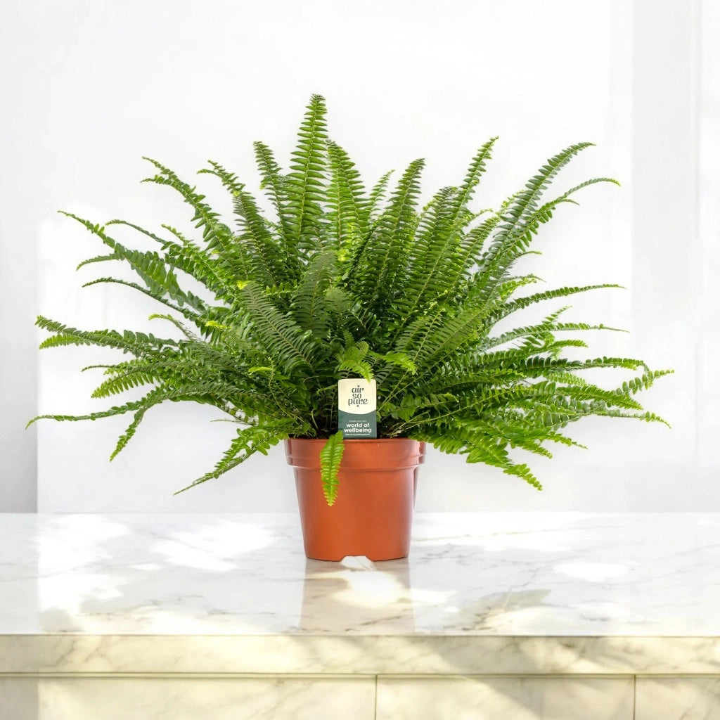 Gardenaria Nephrolepis exaltata 'Green lady' - Pianta da interno ornamentale Altezza: 45 cm (vaso 17)