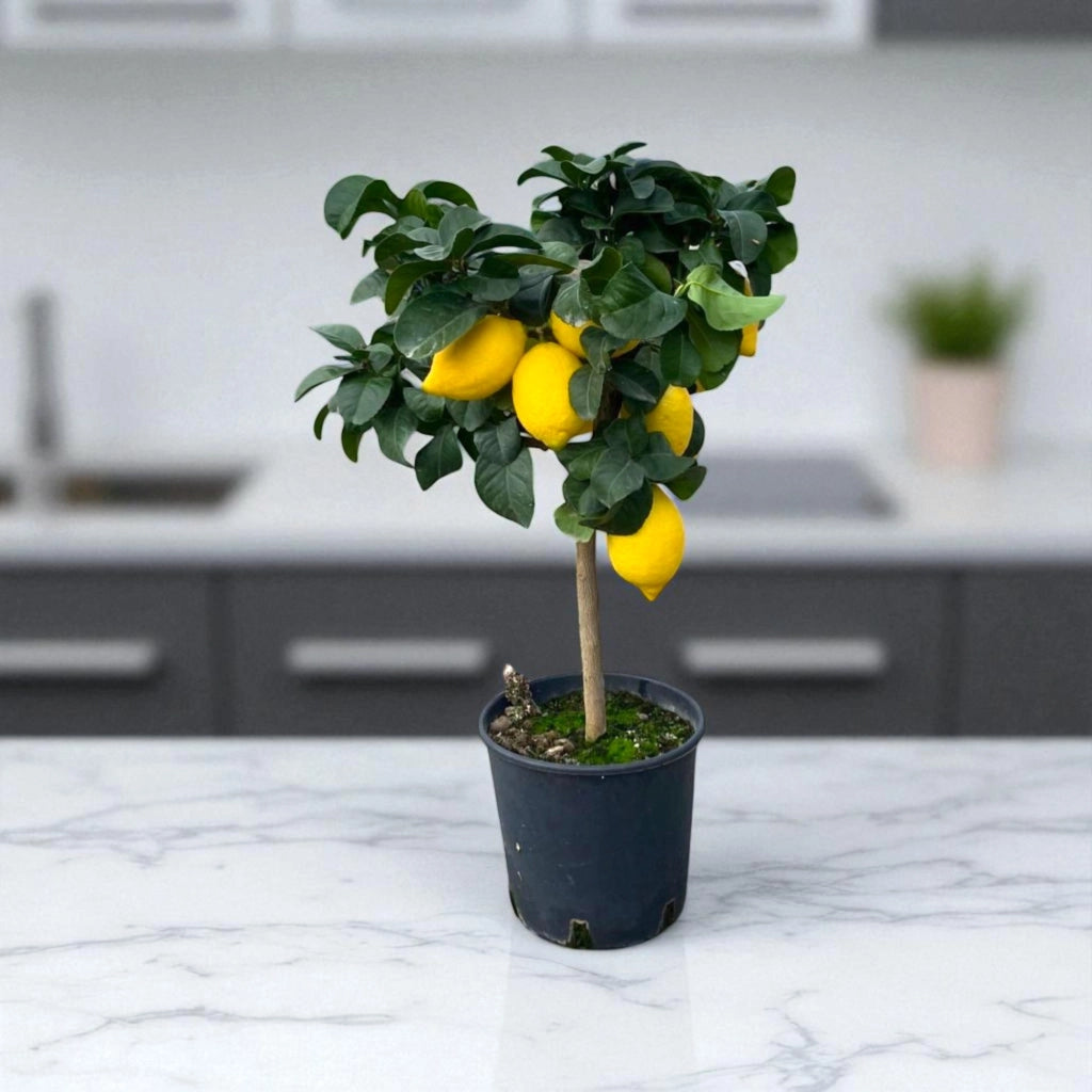 Gardenaria Limone Femminello - Citrus limon 'Femminello' - Pianta di agrume da frutto in vaso Altezza: 70/80 cm (vaso 22)