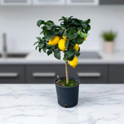 Gardenaria Limone Femminello - Citrus limon 'Femminello' - Pianta di agrume da frutto in vaso Altezza: 70/80 cm (vaso 22)
