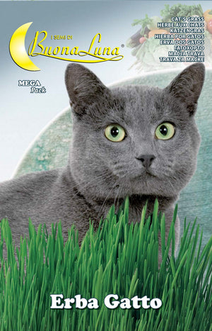 semi orto erba gatto cod:ferx.76435