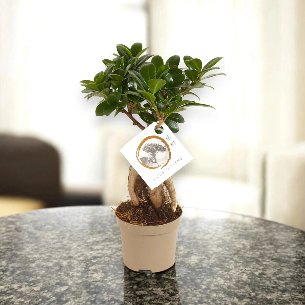 Gardenaria Ficus microcarpa 'Ginseng' bonsai - Pianta da interno ornamentale Altezza: 30 cm (vaso 12)