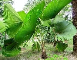 Licuala peltata h 200 cm in vaso 45 cm palma tropicale elegante