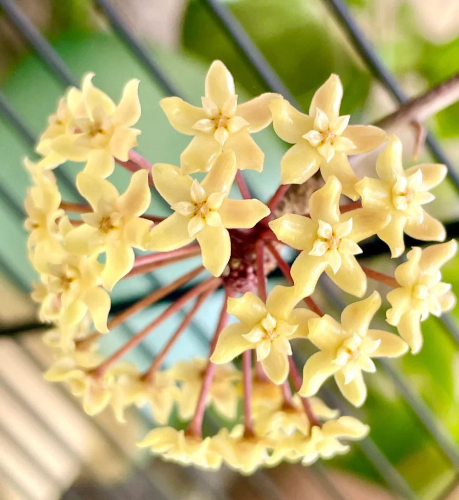 Hoya HOYA QUINQUENERVIA VASO 12 Pianta Tropicale da Collezione