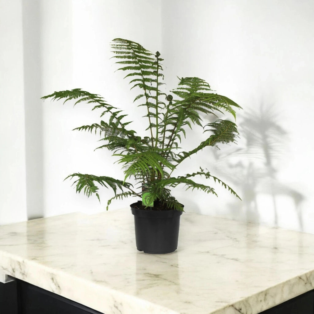 Gardenaria Dicksonia antarctica - Pianta da interno ornamentale Altezza: 35 cm (vaso 17)