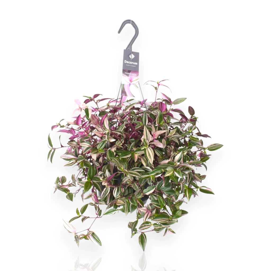 Gardenaria Tradescantia fluminensis 'Quadricolor' - Pianta da interno ornamentale Altezza: 40 cm (vaso 17)