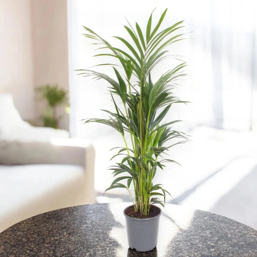 Gardenaria Howea forsteriana (Kentia) - Pianta da interno ornamentale Altezza: 150 cm (vaso 24)