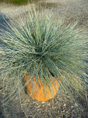 Gardenaria Festuca glauca 'Elijah Blue' - Graminacea ornamentale da esterno Altezza: 40 cm (vaso 17)
