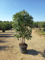 PHOTINIA FRASERI MULTITRONCO 50 1/4 FUSTO RED ROBIN