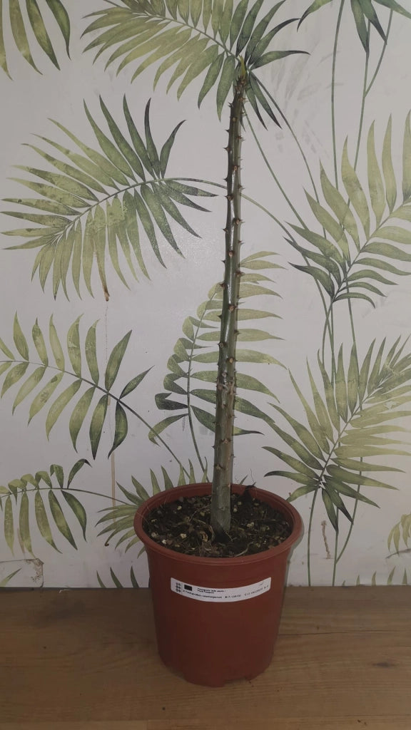 Pianta Pachypodium rutenbergianum succulenta caudiciforme 15 Metri Foto Reali