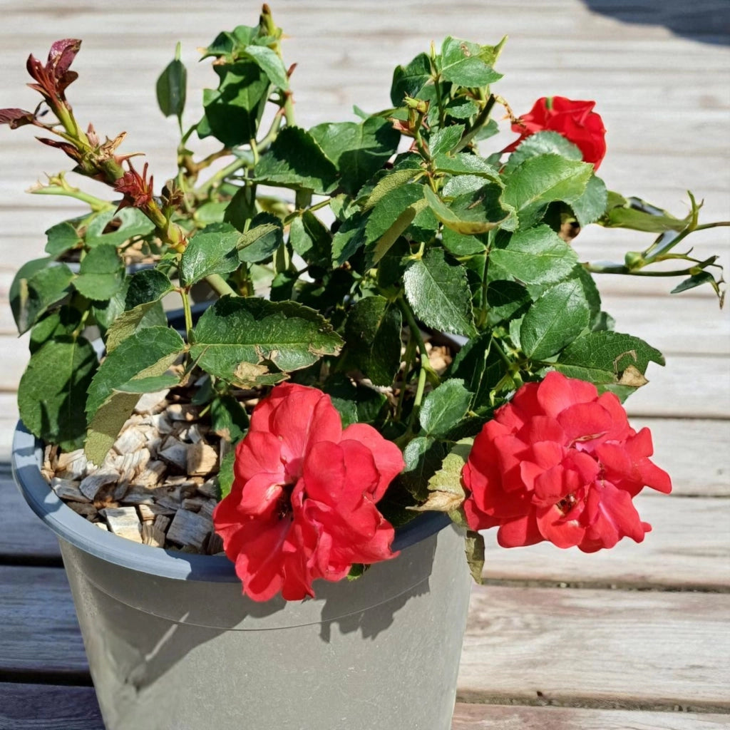 Gardenaria Rosa paesaggistica 'La Sevillana' - Rosa da giardino Altezza: 25/30 cm (vaso19)