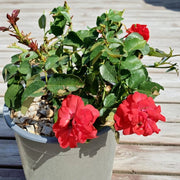 Gardenaria Rosa paesaggistica 'La Sevillana' - Rosa da giardino Altezza: 25/30 cm (vaso19)