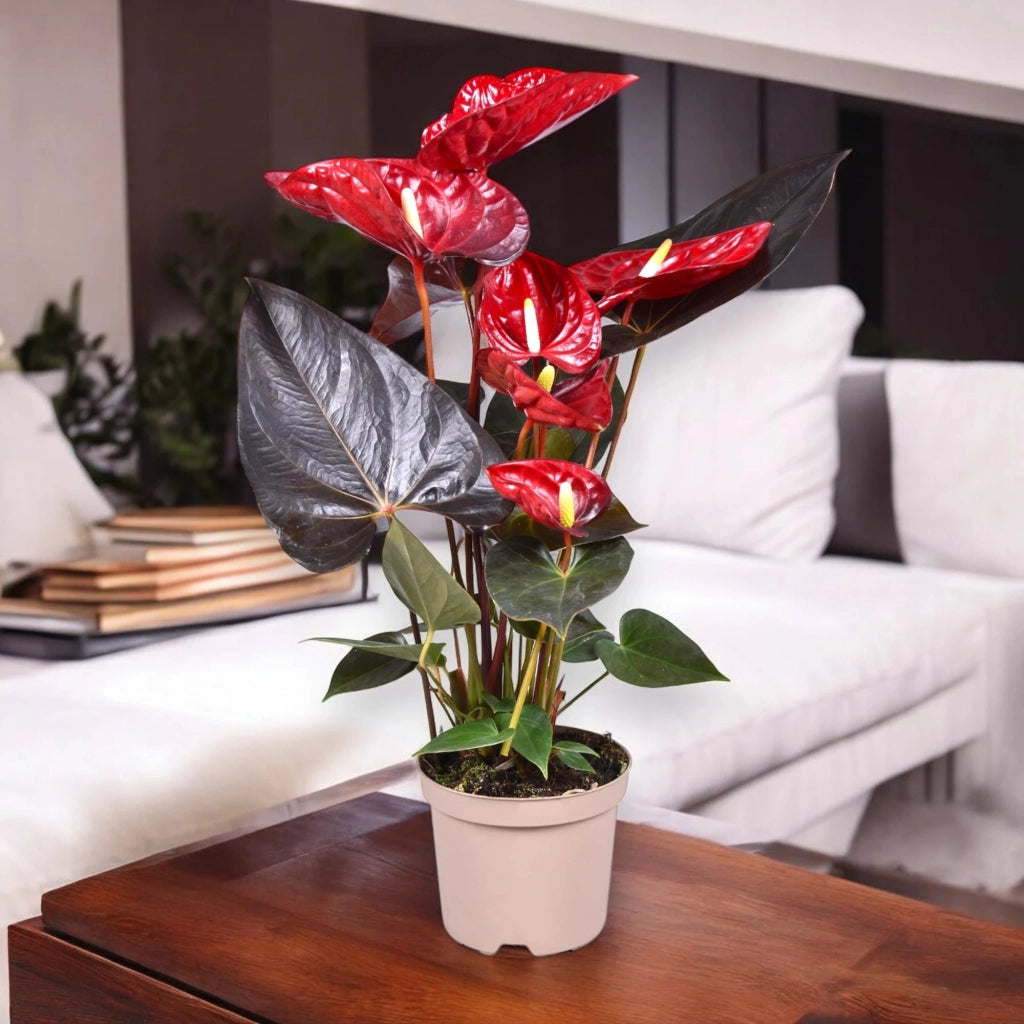 Gardenaria Anthurium andreanum 'Coral Champion' - Pianta da interno ornamentale Altezza: 50 cm (vaso 14)