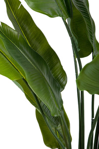 Pianta Artificiale Sterlizia con Vaso Composta da 20 Diramazioni Real Touch H 180 cm