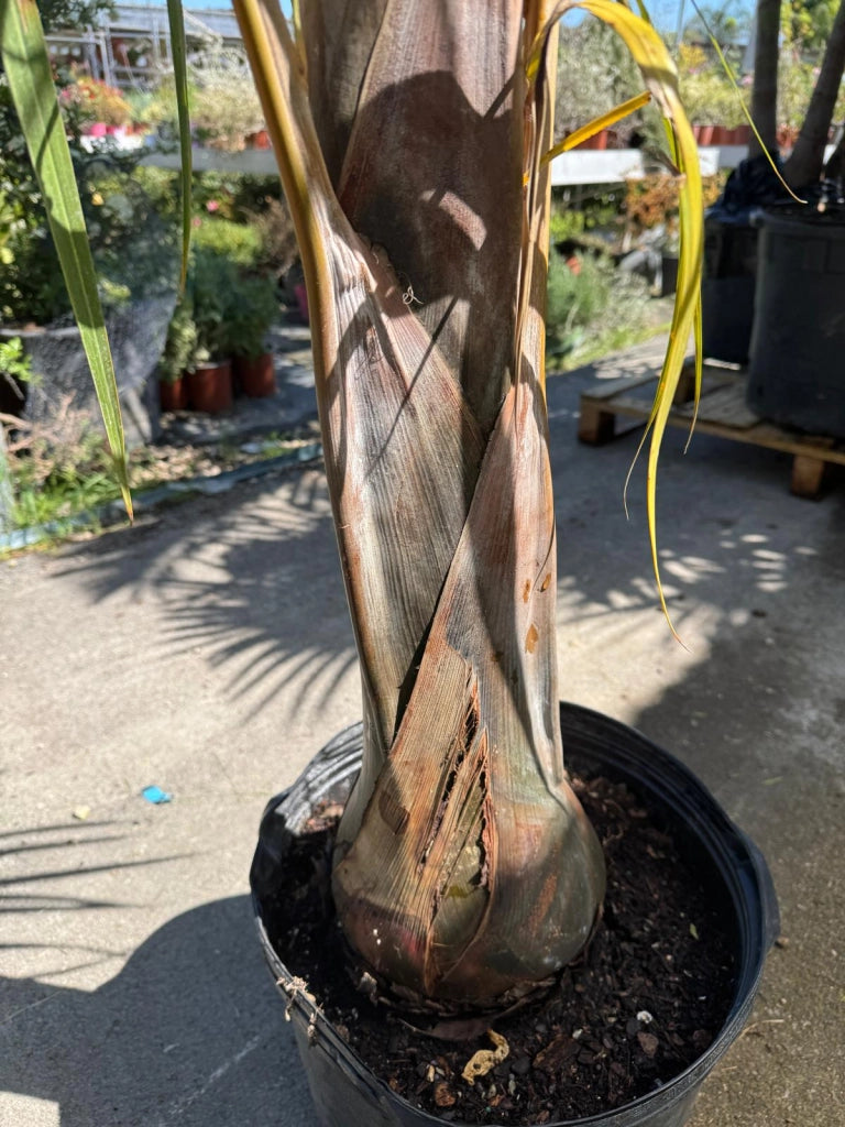 Hyophorbe verschaffeltii (Palma Mascarena) h 2,0 m vaso 35 cm foto reale
