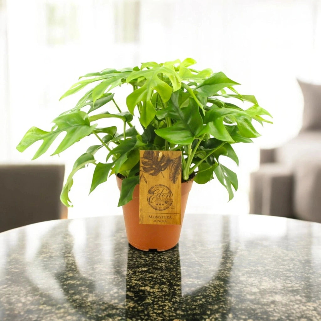 Gardenaria Monstera Minima - Rhaphidophora tetrasperma - Pianta da interno ornamentale Altezza: 40 cm (vaso 12)