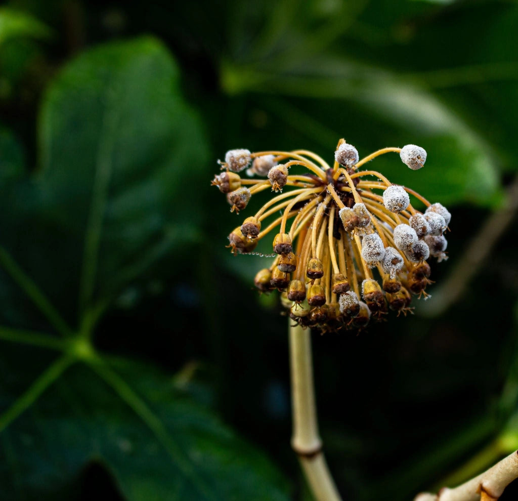 ARALIA SIEBOLDI (ARALIA DEL GIAPPONE) VASO 18
