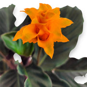 Gardenaria Calathea crocata 'Tassmania' - Pianta da interno ornamentale Altezza: 40 cm (vaso 14)