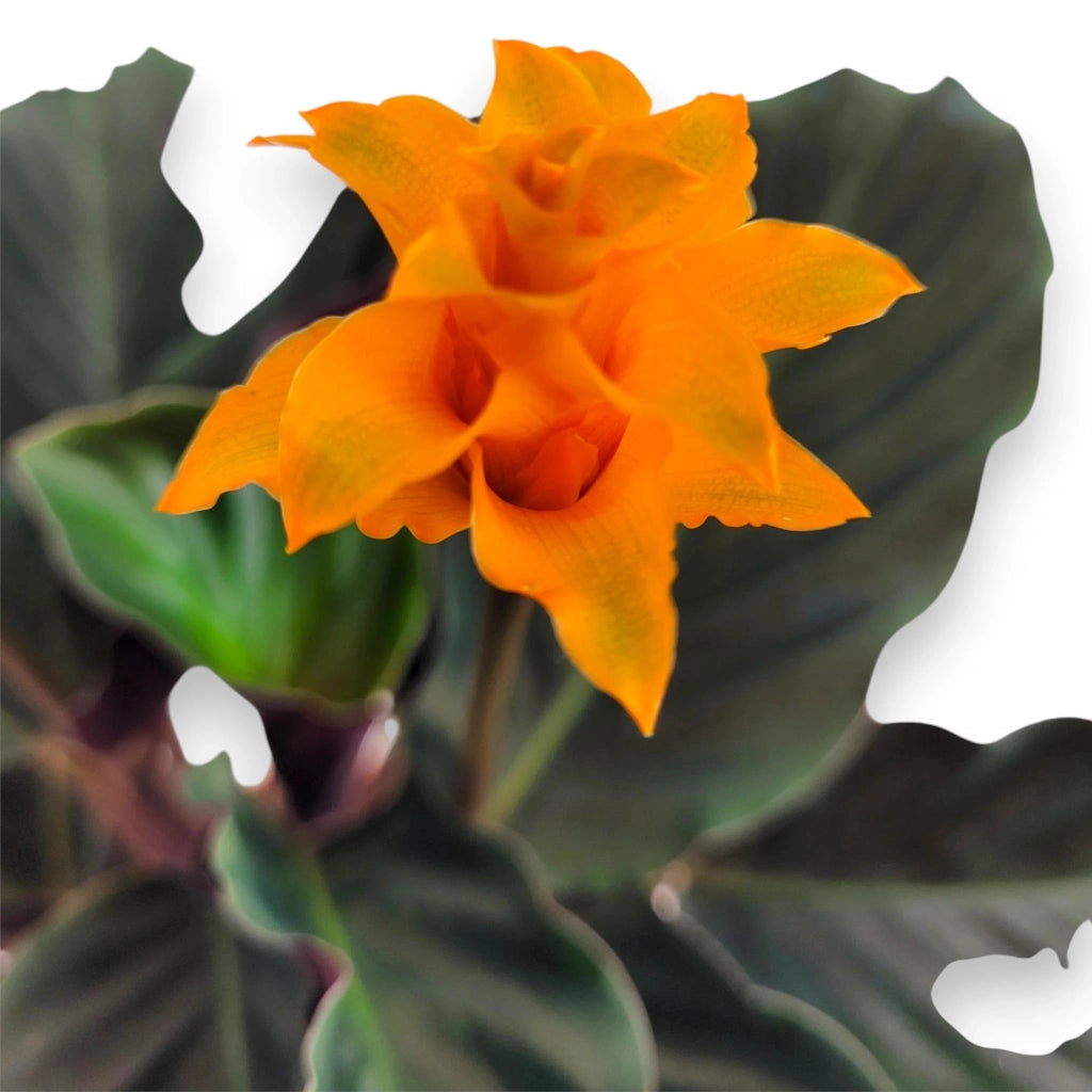 Gardenaria Calathea crocata 'Tassmania' - Pianta da interno ornamentale Altezza: 40 cm (vaso 14)